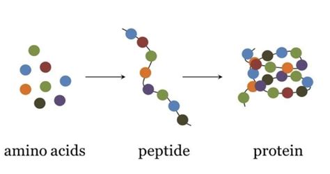 Glucagon Like Peptide 1 Peptide Market 2026: Research Data, Product Comparisons, and Industry Outlook for GLP-1 Analogs