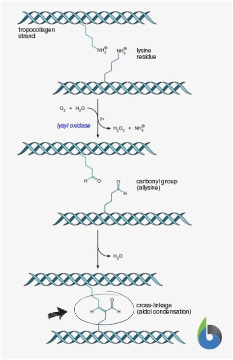 BPC 157 Peptide Purity Specifications and Manufacturing Standards for Lab and Cosmetic Formulation Sourcing