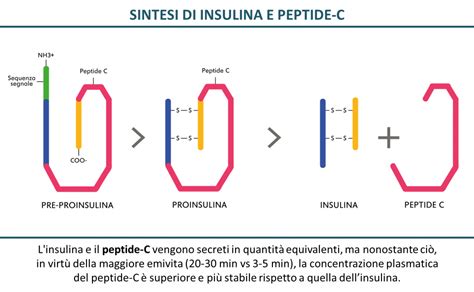 Peptide Calculator Dosage: 2026 Guide to Precision Dosing, Industry Growth & Product Comparison