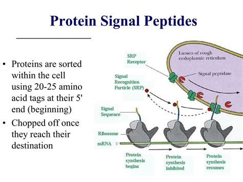 Peptides Skincare 2025: Clinical Data, Ingredient Comparisons & Expert Selection Guide