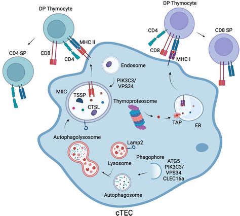 What Is Peptide? 2025 Industry Outlook, Research Data & Product Comparison Guide