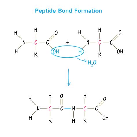 Rhode Lip Peptide Technical Deep Dive Purity Specifications Manufacturing Sourcing Guide