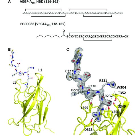 Copper Peptide Market 2026: Anti-Aging Research Data, Product Comparisons & Industry Growth Forecasts