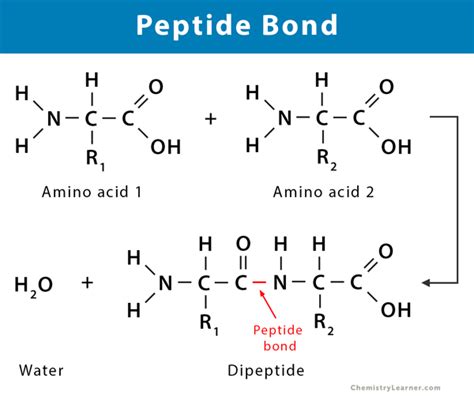 GHK CU Peptides for Hair Growth: Purity, Manufacturing & Sourcing Guide for Formulators