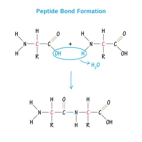 BP157 Peptide Industry 2026: Latest Research Data, Product Comparisons & Selection Guide