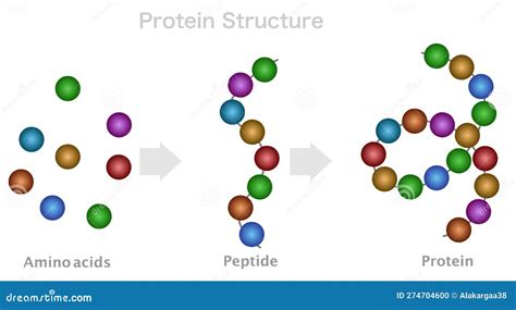 Vasointestinal Peptide Sourcing Guide High Purity Specifications GMP Certified Manufacturing for Cosmetic Formulation